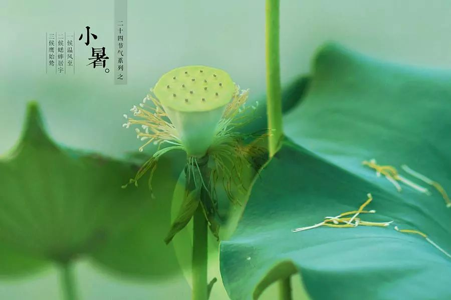 倏忽溫風(fēng)至，因循小暑來!