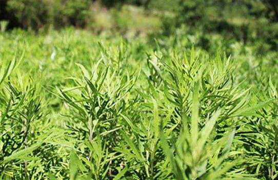 艾草艾葉在生活中有什么用途？